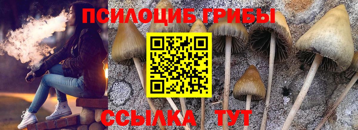 Галлюциногенные грибы Psilocybine cubensis  где купить наркотик  Мончегорск  Вход с VPN 